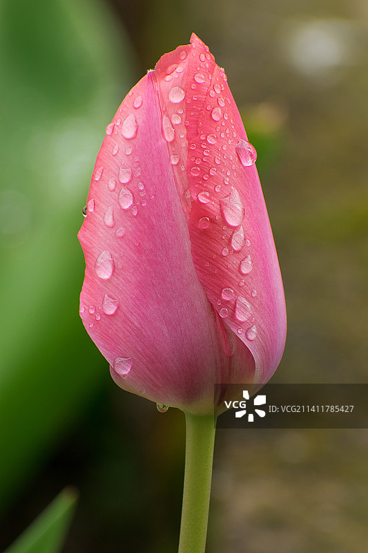 克罗地亚萨格勒布的湿粉色玫瑰花特写图片素材
