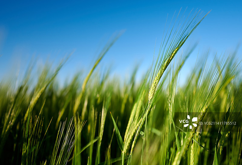 萨特尔多夫小麦田特写，德国图片素材
