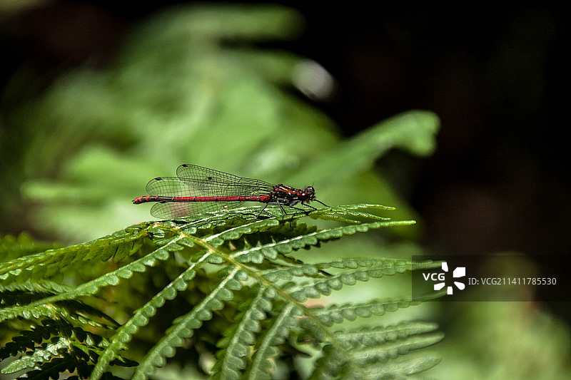 叶子上的豆娘特写图片素材