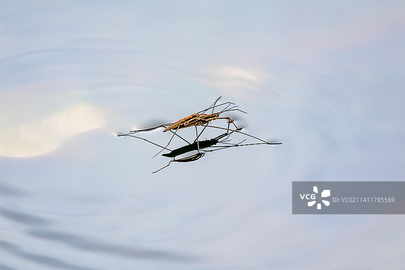 植物上的昆虫特写，背景是天空图片素材