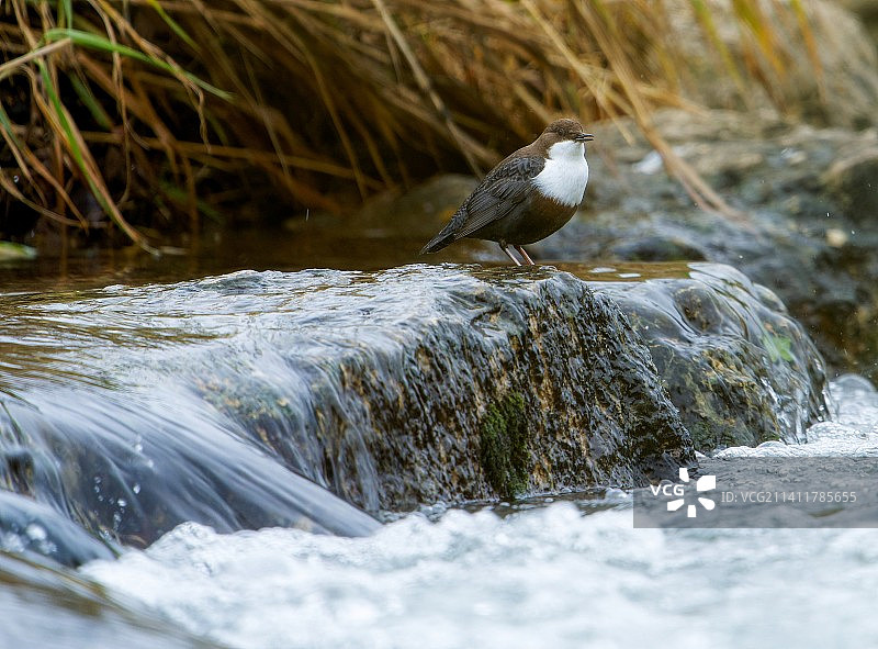 鸟儿栖息在岩石上的特写镜头图片素材