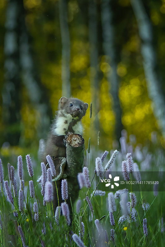 捷克共和国，树干上的松鼠特写图片素材