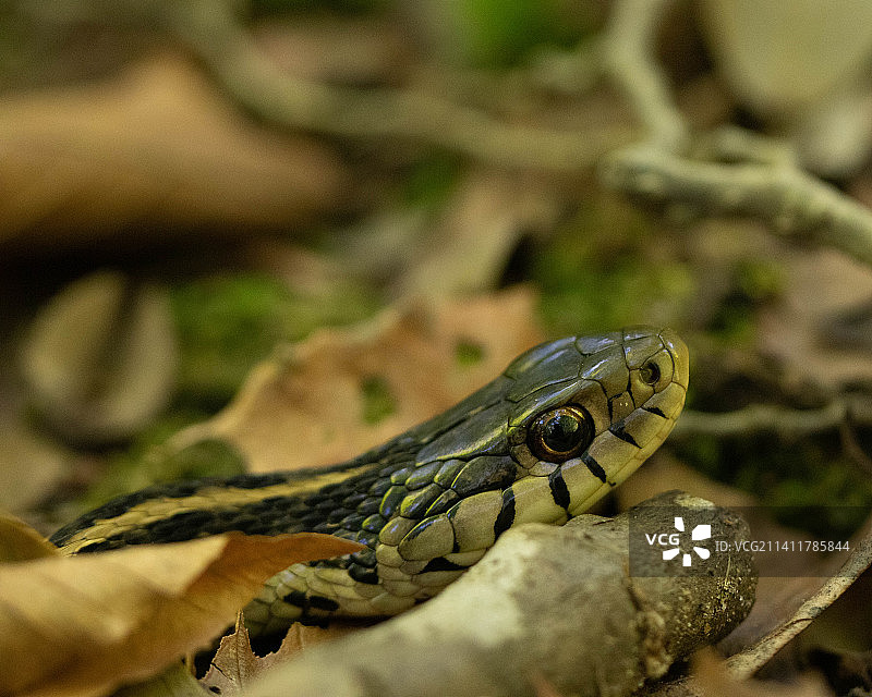 美国阿科廷克湖步道普通束带蛇特写图片素材