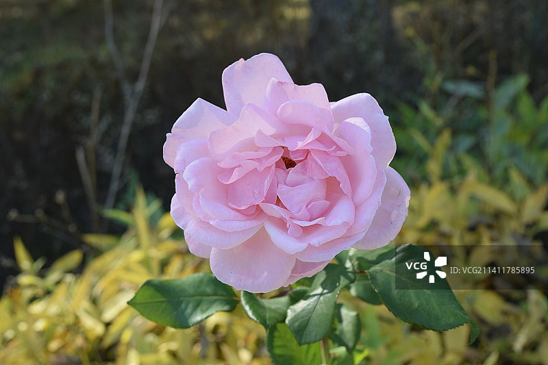 粉色玫瑰特写，土耳其图片素材