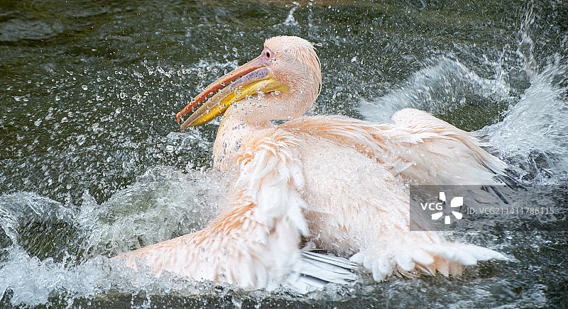 埃及湖中游泳的鹈鹕俯视图图片素材