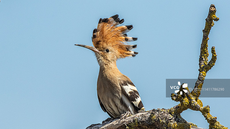 戴胜鸟喂食幼鸟，西班牙里奥哈图片素材
