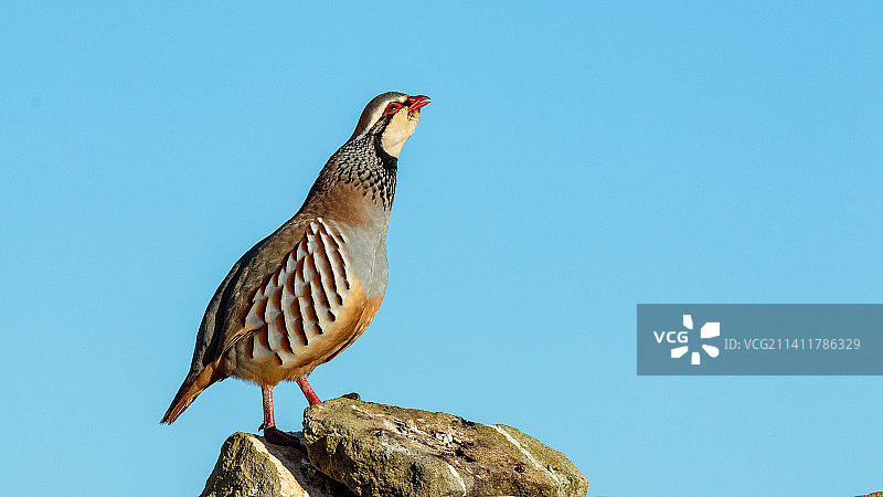 栖息在木头上的鹧鸪特写，西班牙拉里奥哈图片素材