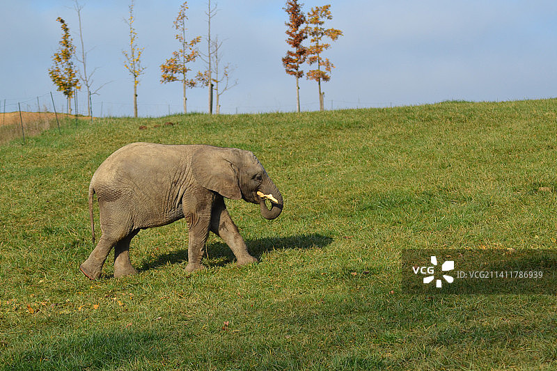 非洲象在捷克草地上行走的侧视图图片素材