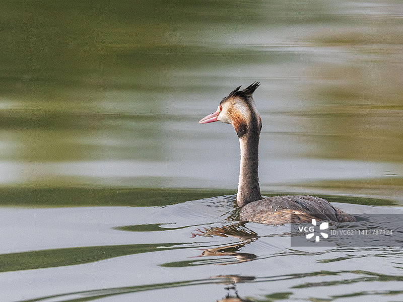 在湖中游泳的鸟的特写镜头图片素材