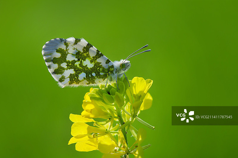 蝴蝶在土耳其马拉蒂亚花朵上采蜜特写图片素材