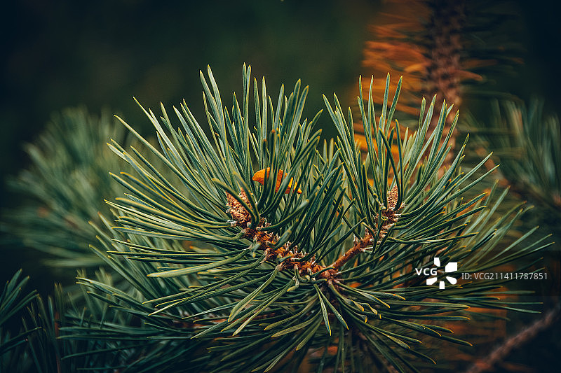 格鲁吉亚伊梅列季的松树特写图片素材