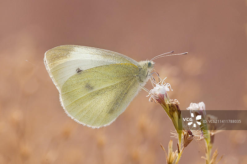 蝴蝶在花上采蜜特写，土耳其马拉蒂亚图片素材