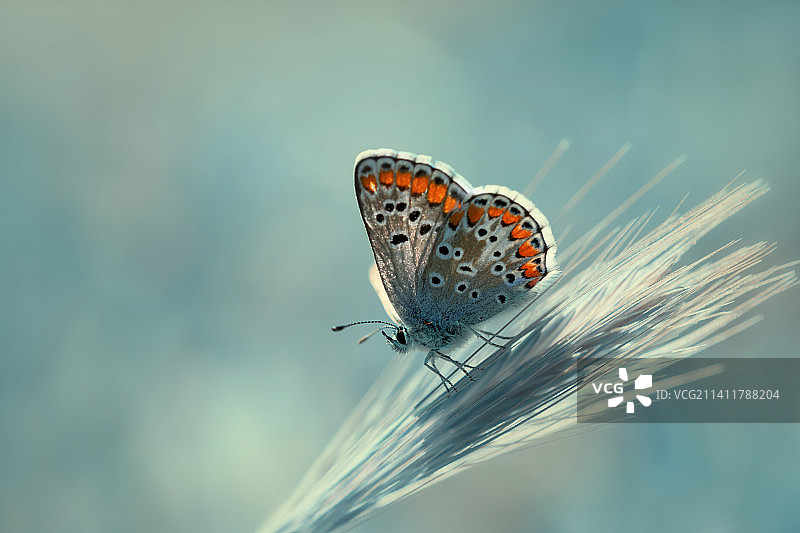 植物上蝴蝶的特写，马拉蒂亚，土耳其图片素材