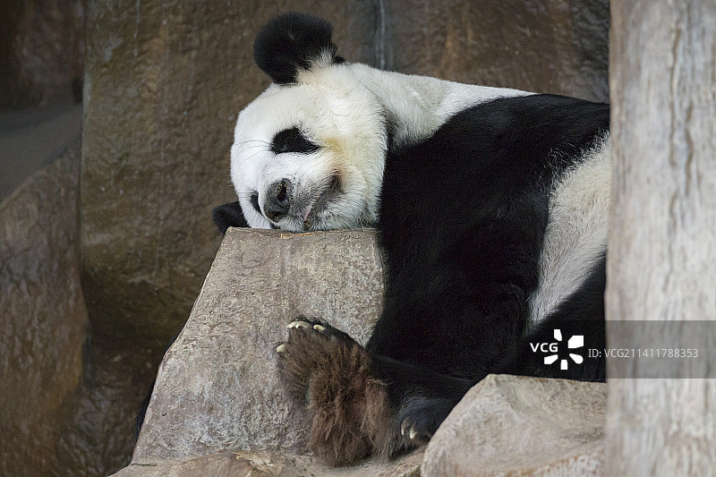 熊猫在泰国岩石上睡觉的照片图片素材