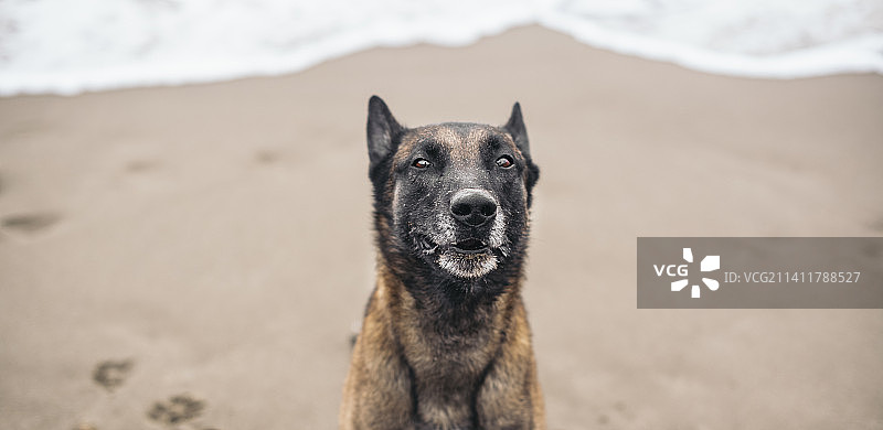 在西班牙海滩上做鬼脸的比利时牧羊犬banner图片素材
