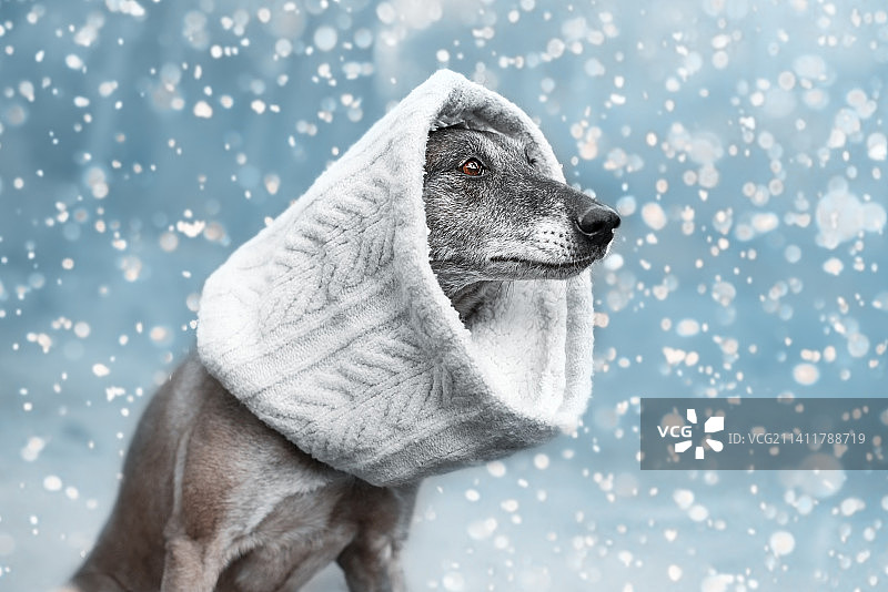 西班牙，圣诞节时在雪地里裹着白色围巾的可爱比利时马利诺犬图片素材