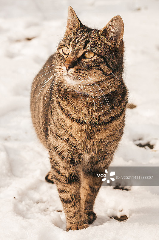 在匈牙利布达佩斯雪地上行走猫的背影图片素材