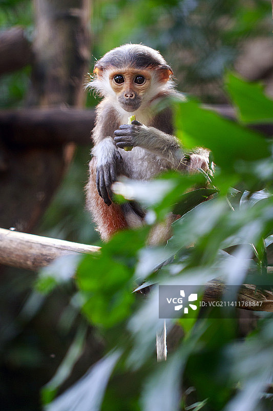 泰国自然背景下的红腿长臂猿图片素材