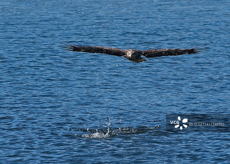 俯视拍摄的秃头白鹰飞越美国阿肯色州德格雷湖图片素材