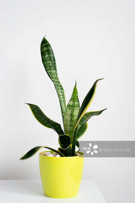 木桌上的现代虎尾兰盆栽图片素材