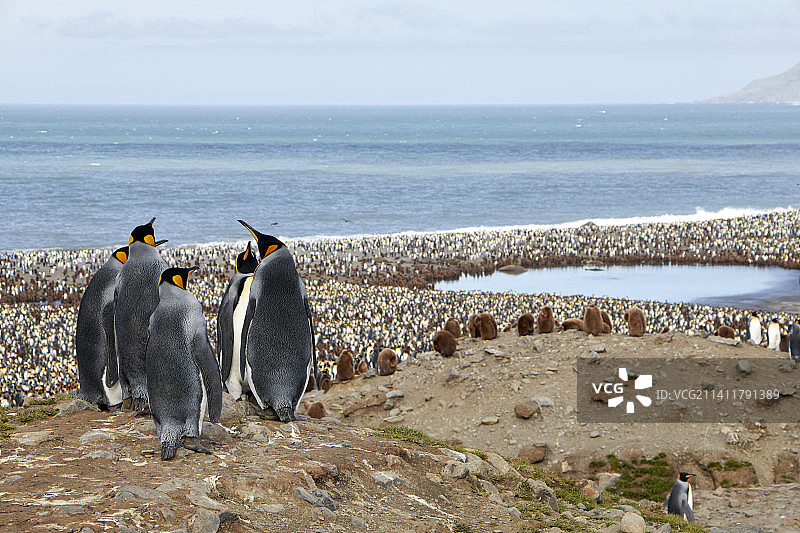 在南乔治亚和南桑威奇群岛海滩上企鹅的背影，有新出生的企鹅宝宝图片素材
