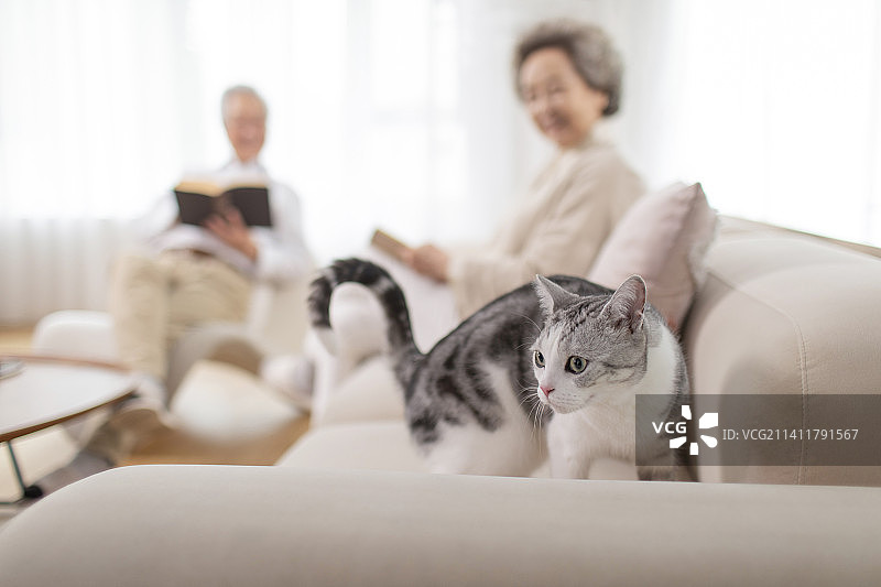 老年夫妇的休闲居家生活图片素材