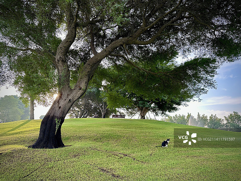 卡塔尔赖扬的田野天空树木图片素材