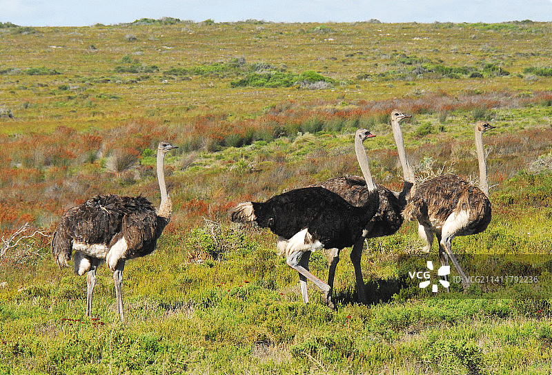 非洲鸟类：四只野生鸵鸟在南非荒野中行走特写图片素材