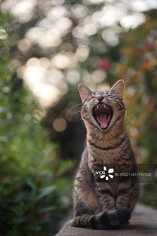 在挡土墙上打哈欠的猫咪特写图片素材