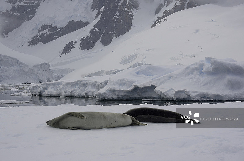 南极食蟹海豹 Antarctica Seal图片素材