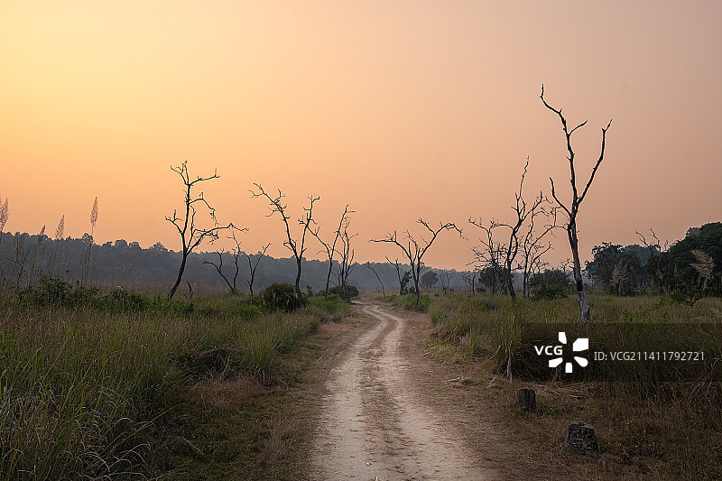 最后的部落，吉姆·科比特国家公园，印度图片素材