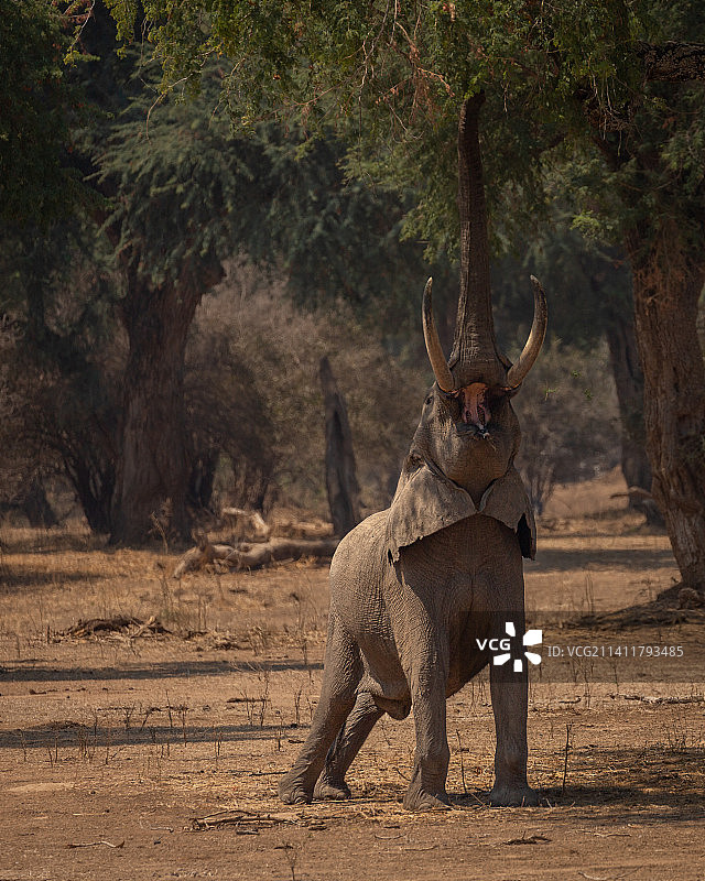 非洲象走在津巴布韦马纳潭国家公园田野上的背影图片素材