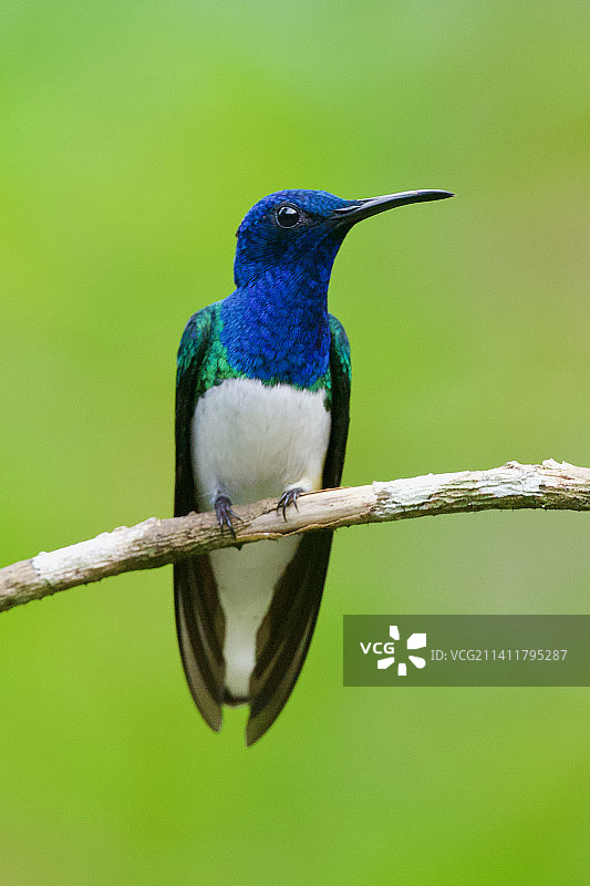 特写：热带鸟类栖息在树枝上，秘鲁图片素材