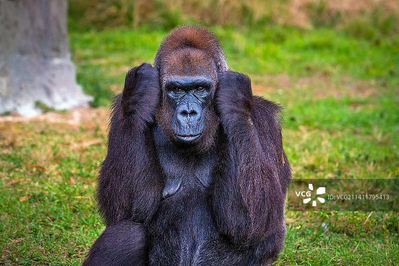 坐在田野里的猩猩肖像图片素材