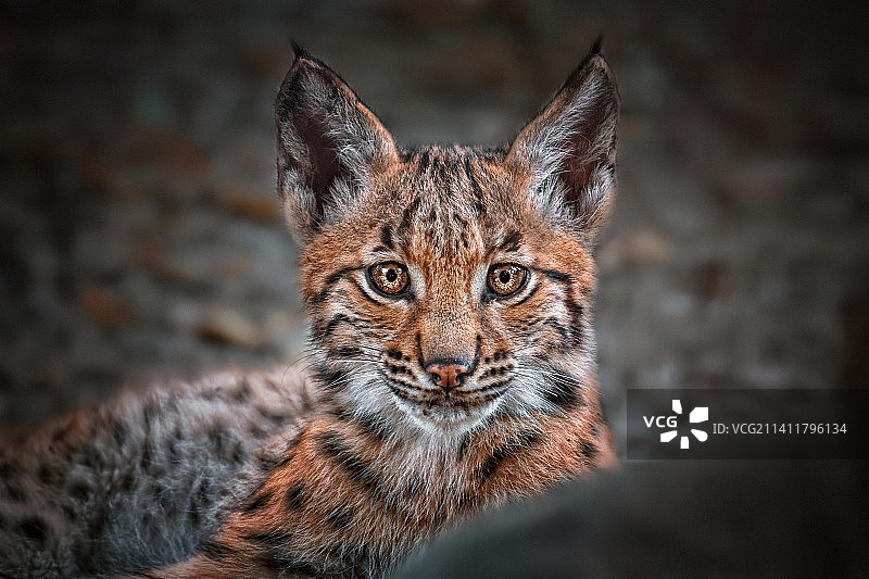 斑猫特写肖像，捷克共和国图片素材