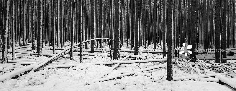 雪原上的树木，俄罗斯乌拉尔山脉图片素材