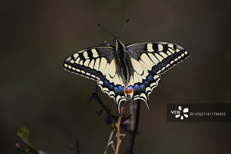 特写：西班牙的蝴蝶给花朵授粉图片素材