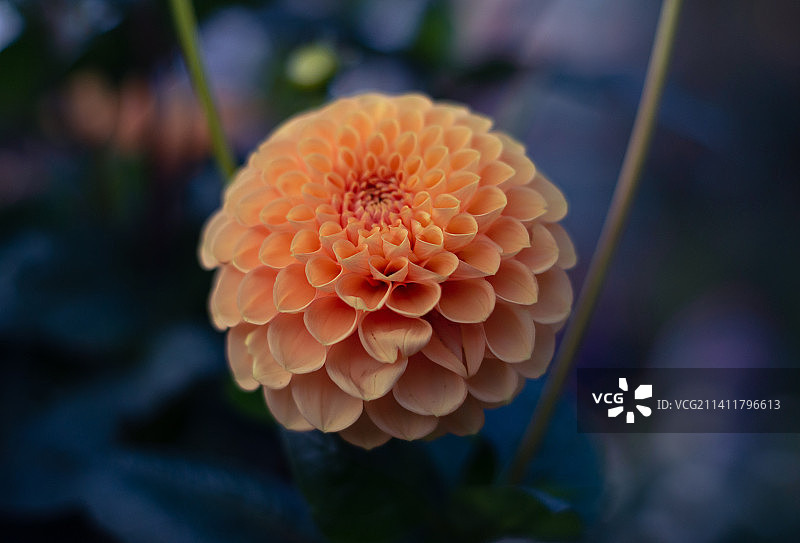 橙色花朵特写，俄罗斯图片素材