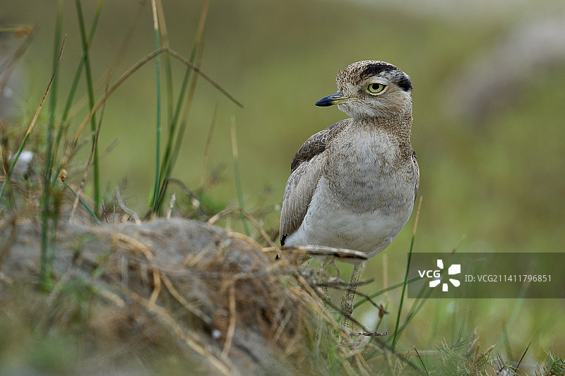 鸻科鸟类栖息在秘鲁梅希亚泻湖国家保护区的草地上（近景）图片素材