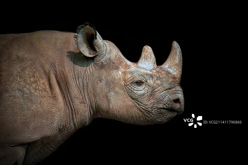 捷克共和国黑色背景下的白色犀牛侧视图图片素材