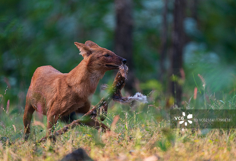 印度，带着斑点鹿碎片的野犬图片素材