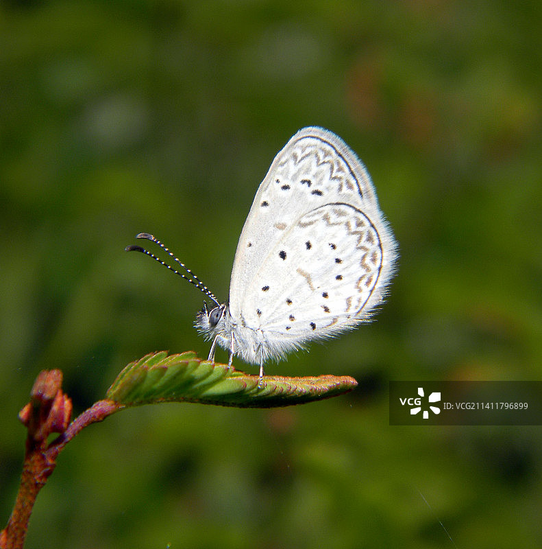 巴西里约热内卢州的植物上的蝴蝶特写图片素材