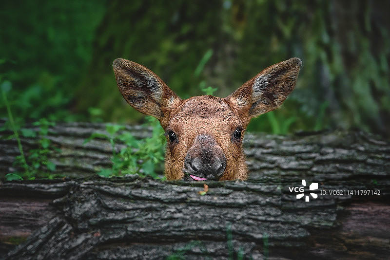 捷克共和国木头上兔子特写图片素材