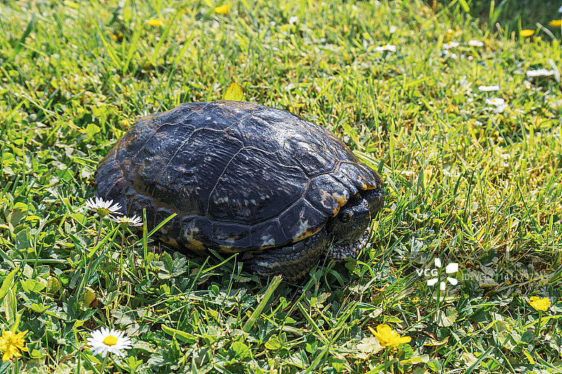 智利：草地上龟壳的高角度视图图片素材