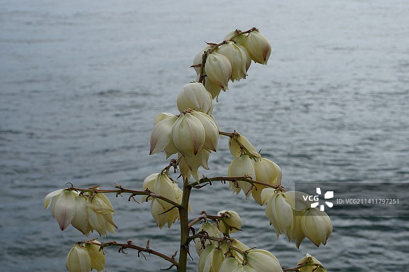 白色植物特写，日本山口县下关图片素材