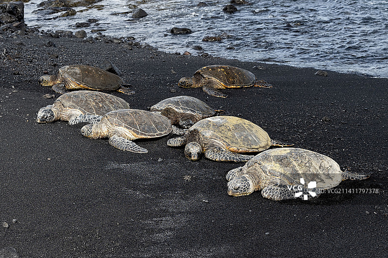 美国夏威夷海滩沙滩上的海龟俯视照片图片素材