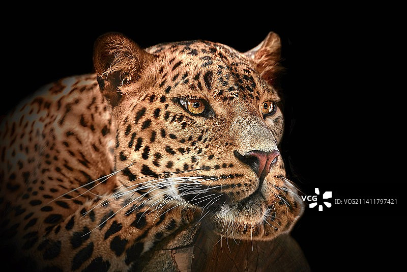 捷克共和国黑色背景下的豹子特写图片素材