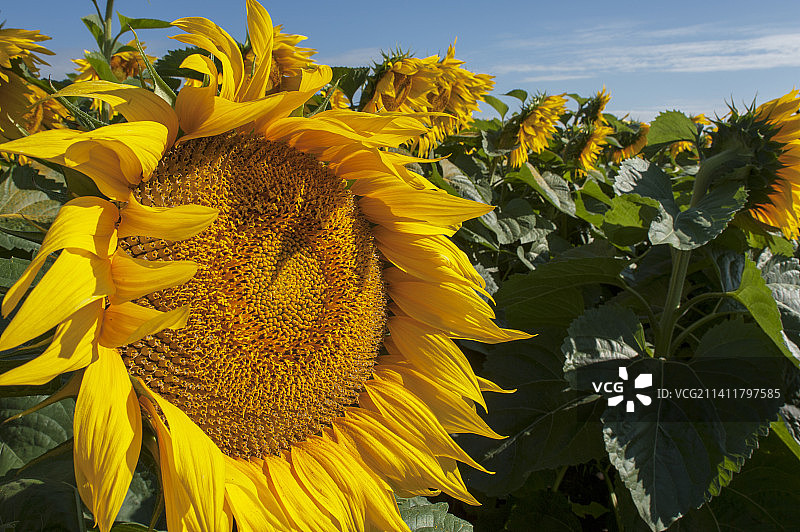 阳光明媚的日子里，乌克兰大田野上的向日葵图片素材