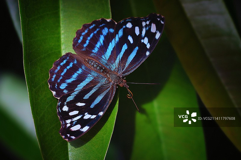 捷克，树叶上的蝴蝶特写图片素材