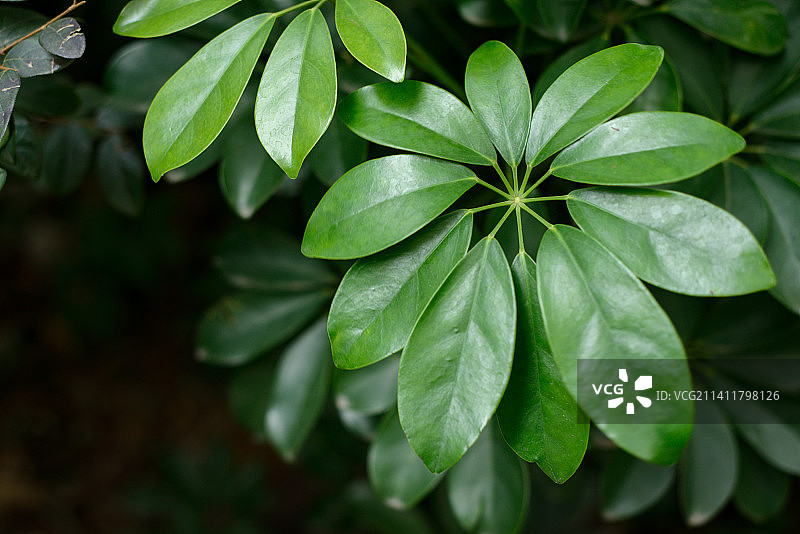 湿植物叶子特写镜头图片素材